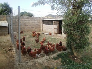 Chicken coop extension 1